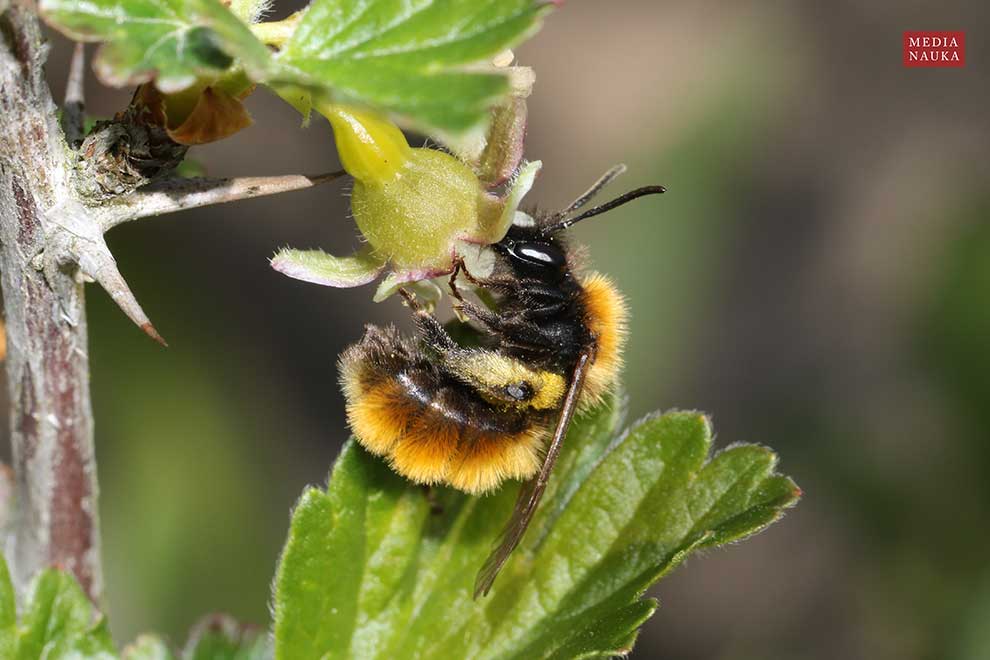 pszczolinka piaskowa, pszczolinka złocista, pszczolinka ruda (Andrena fulva)