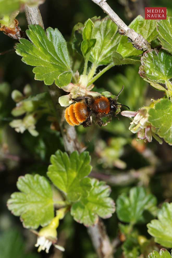 pszczolinka piaskowa, pszczolinka złocista, pszczolinka ruda (Andrena fulva)