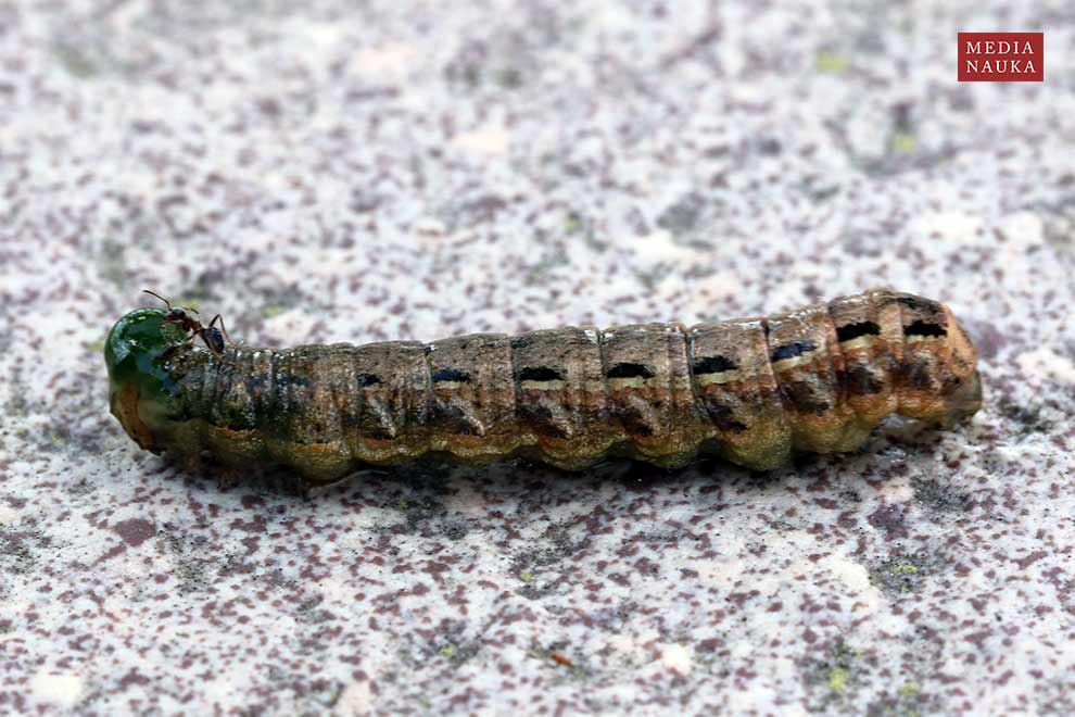 rolnica tasiemka (Noctua pronuba)