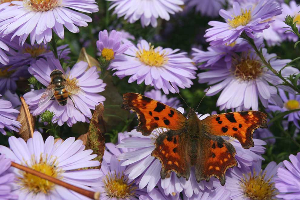 rusałka ceik (Polygonia c-album)