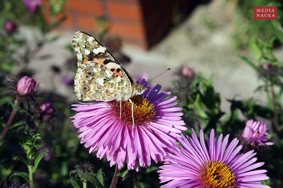 rusałka osetnik (Vanessa cardui)