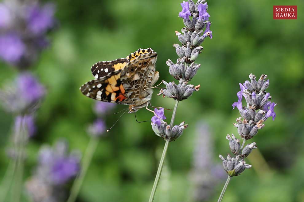 rusałka osetnik (Vanessa cardui)