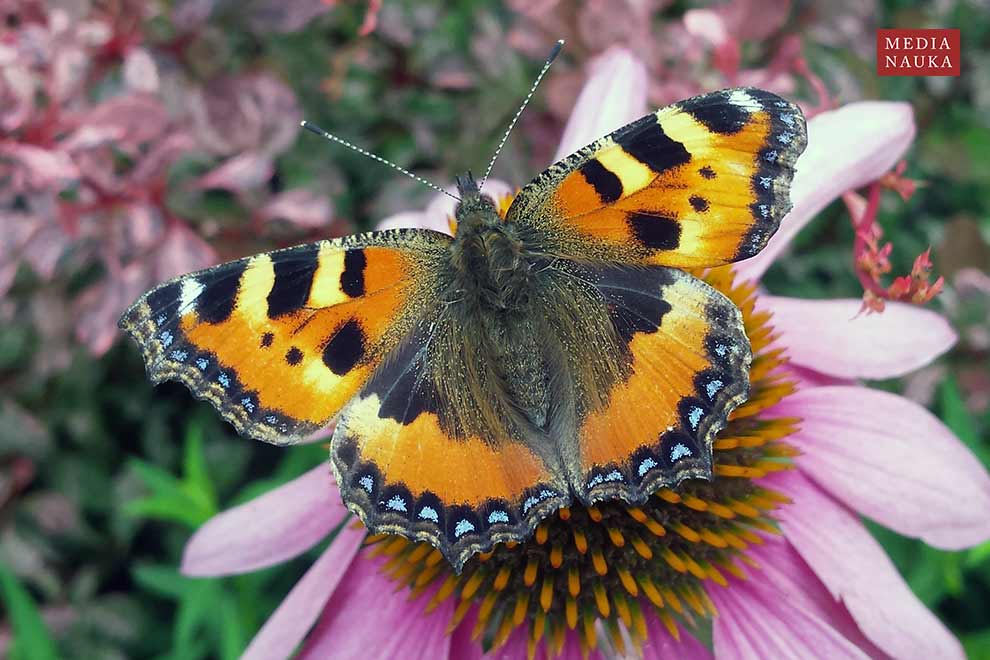 rusałka pokrzywnik (Aglais urticae)