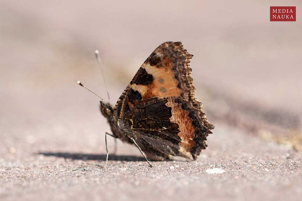 rusałka pokrzywnik (Aglais urticae)