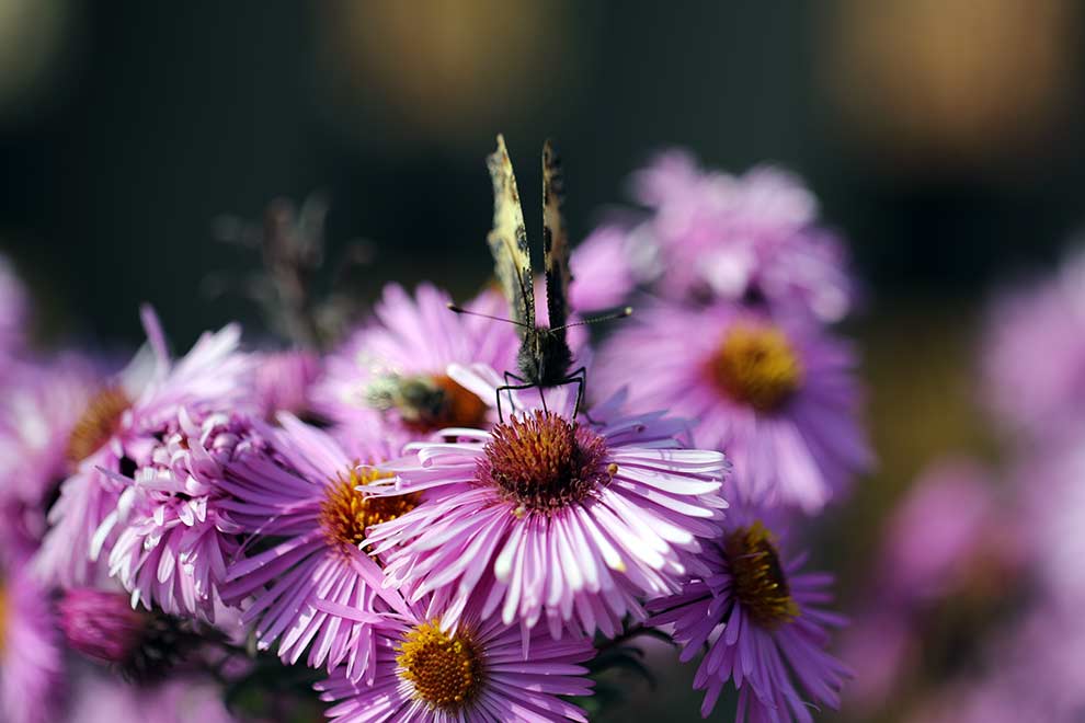 rusałka pokrzywnik (Aglais urticae)