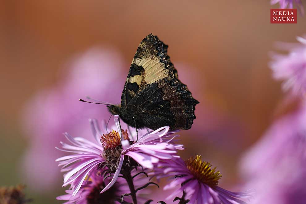 rusałka pokrzywnik (Aglais urticae)