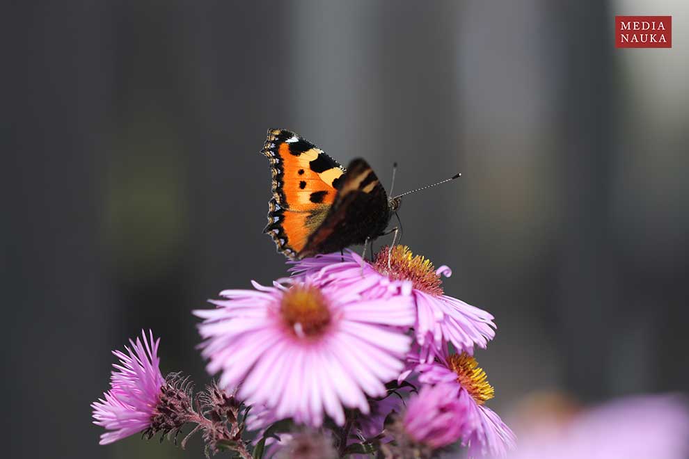 rusałka pokrzywnik (Aglais urticae)