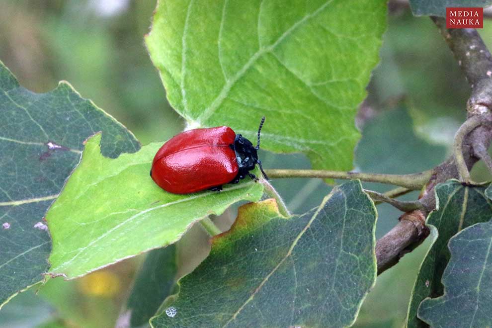 rynnica topolowa (Melasoma populi)