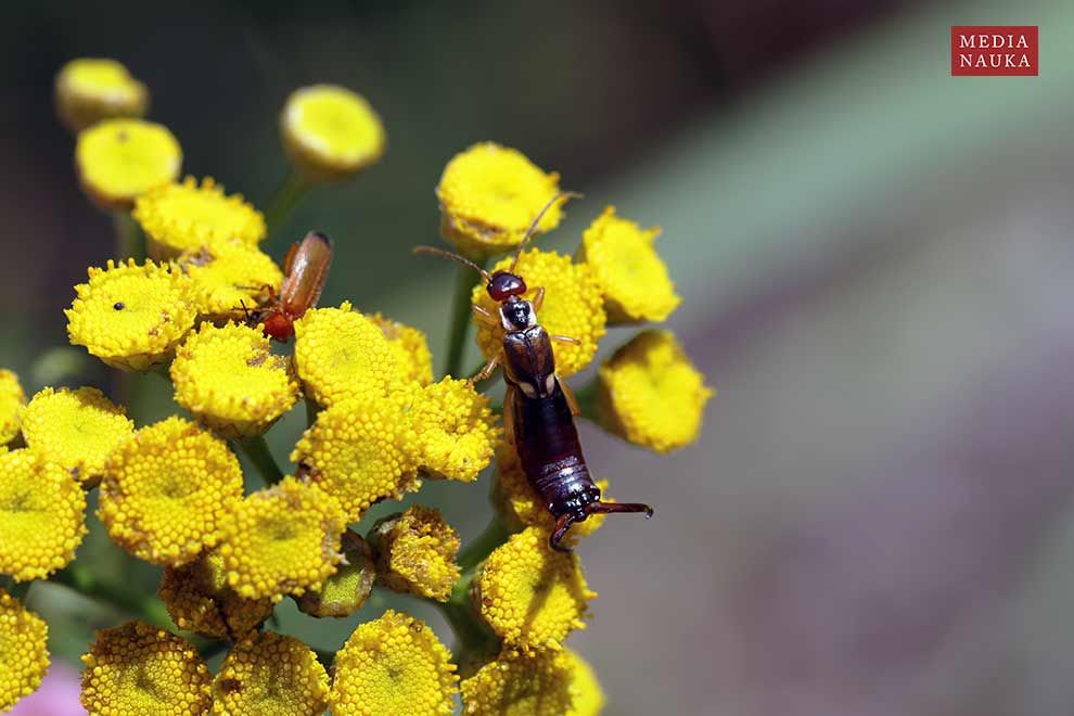 skorek pospolity (Forficula auricularia)