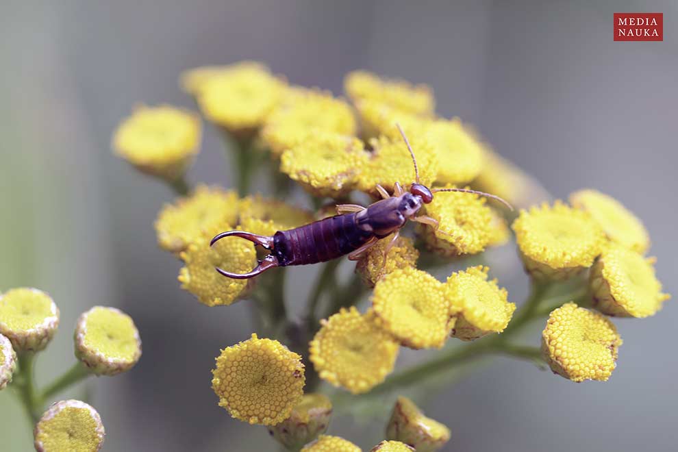 skorek pospolity (Forficula auricularia)