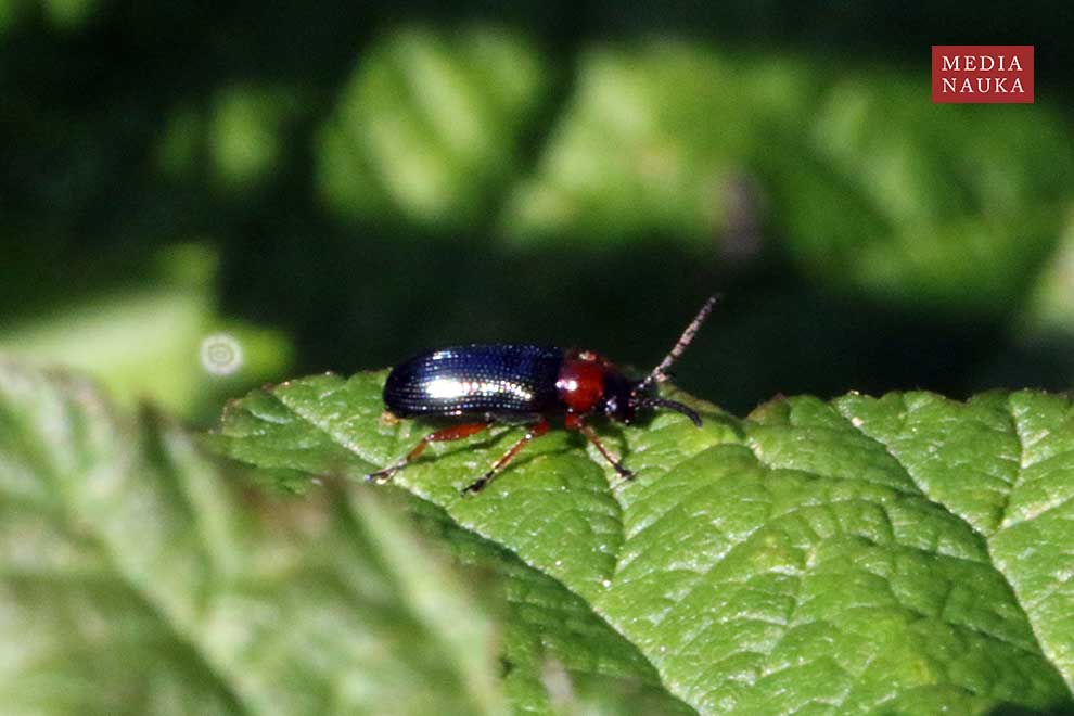 skrzypionka zbożowa (Oulema melanopus)