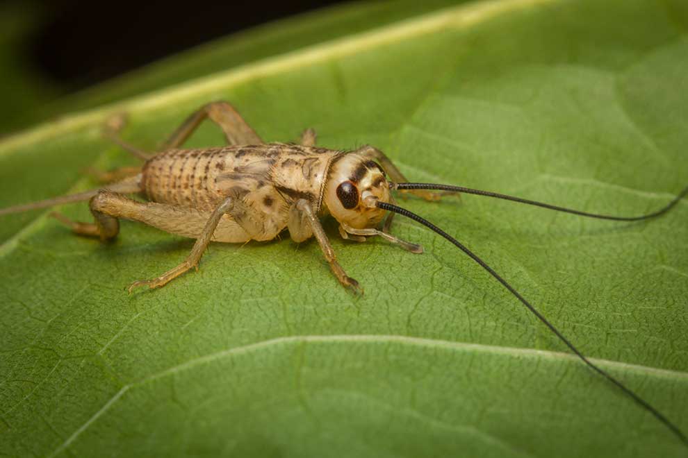 świerszcz domowy (Acheta domestica)
