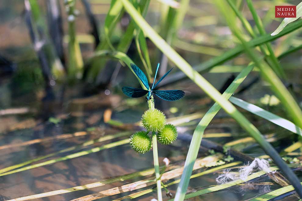 świtezianka dziewica (Calopteryx virgo)