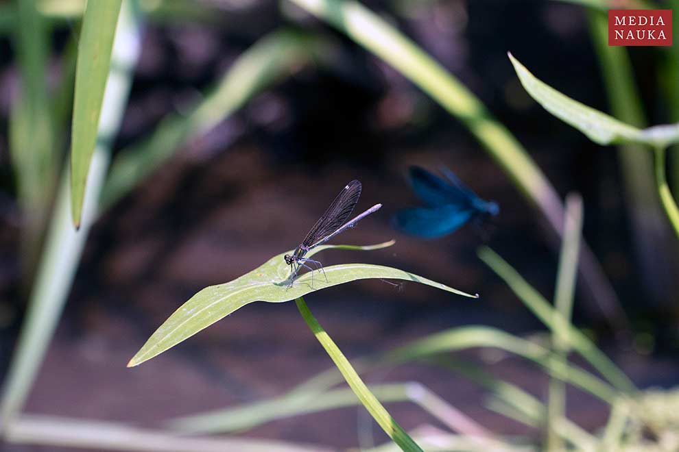 świtezianka dziewica (Calopteryx virgo)