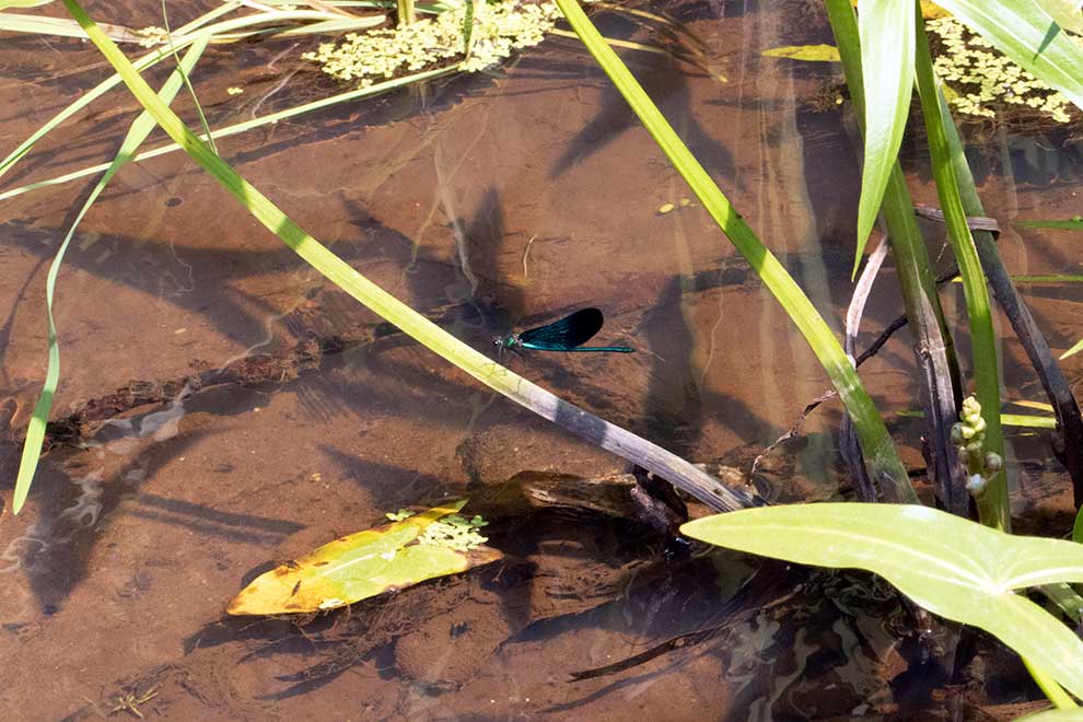 świtezianka dziewica (Calopteryx virgo)