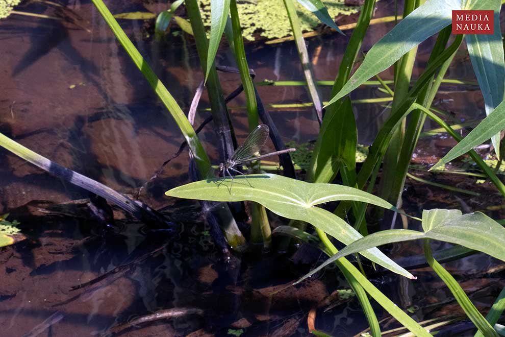 świtezianka dziewica (Calopteryx virgo)