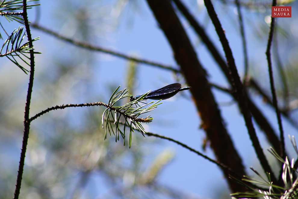 świtezianka dziewica (Calopteryx virgo)