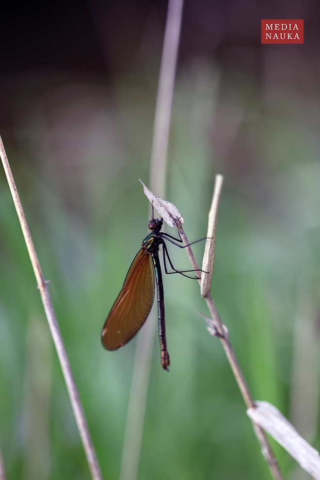 świtezianka dziewica (Calopteryx virgo)