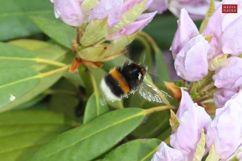 trzmiel gajowy (Bombus lucorum)