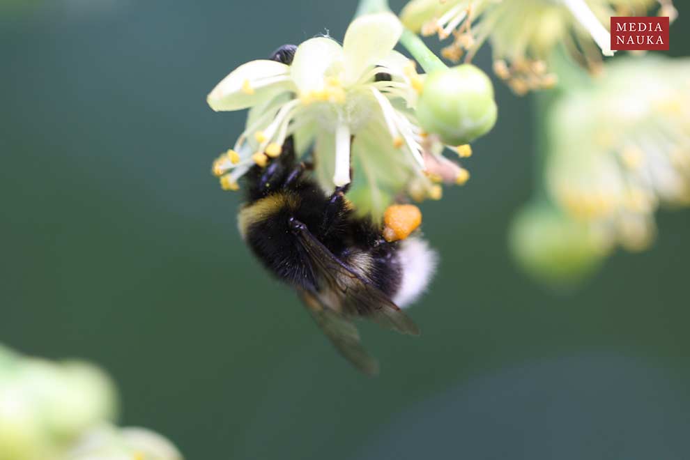 trzmiel gajowy (Bombus lucorum)