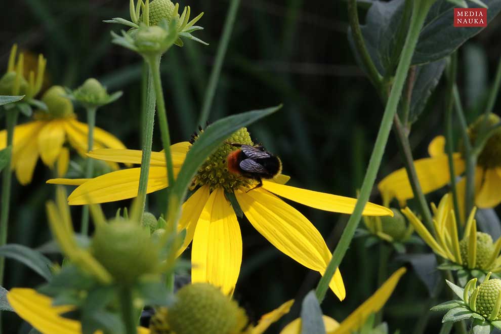 trzmiel kamiennik (Bombus lapidarius)