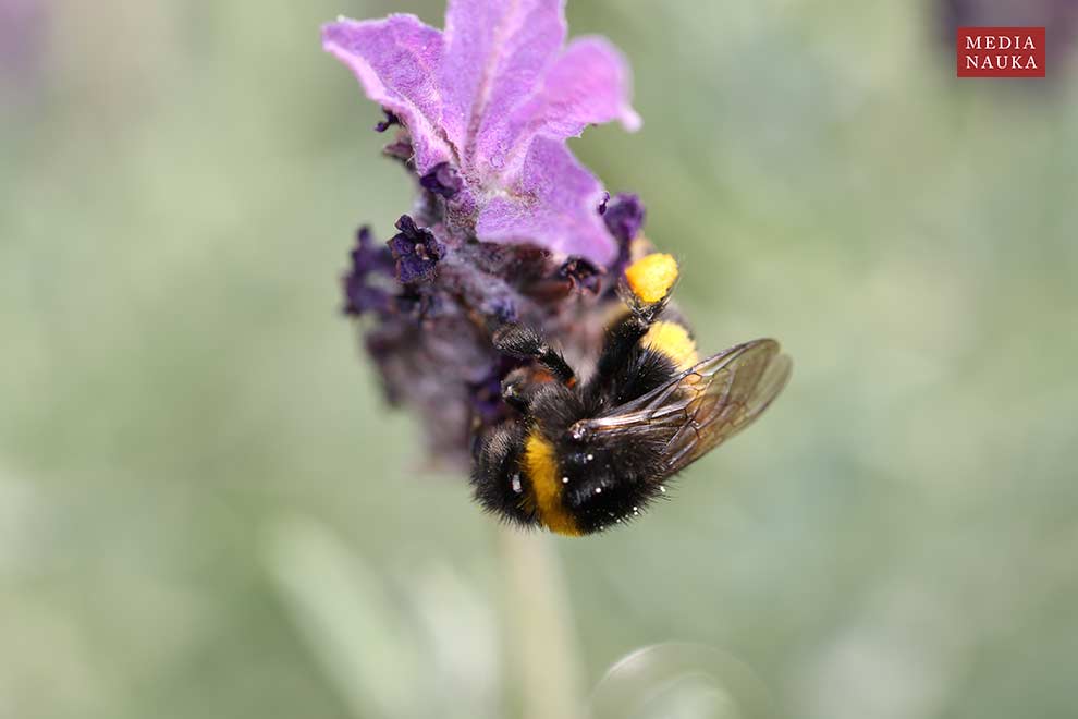 trzmiel ziemny (Bombus terrestris)