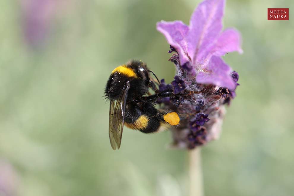 trzmiel ziemny (Bombus terrestris)