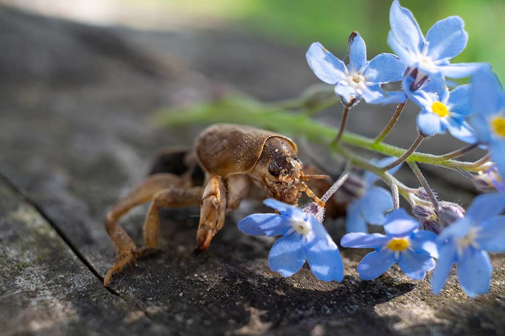 turkuć podjadek (Gryllotalpa gryllotalpa)