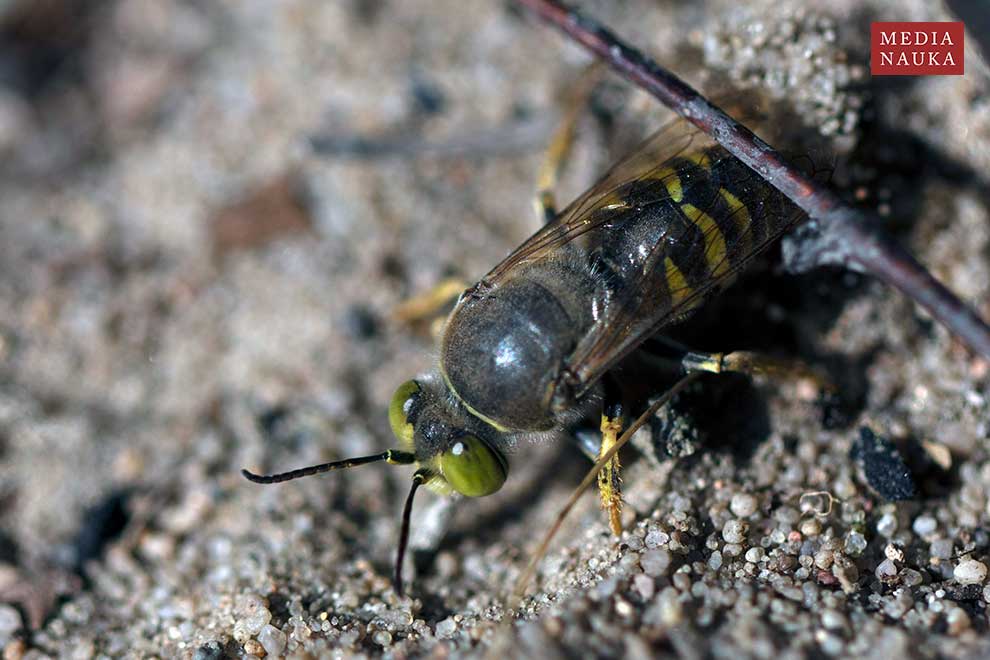 wardzanka żądlica (Bembix rostrata)