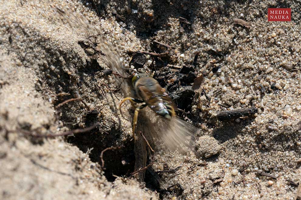 wardzanka żądlica (Bembix rostrata)