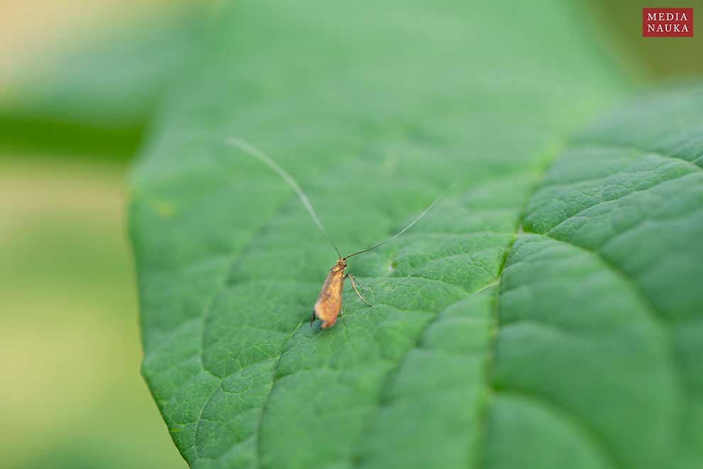 wąsateczka lśniaczek (Nemophora metallica)