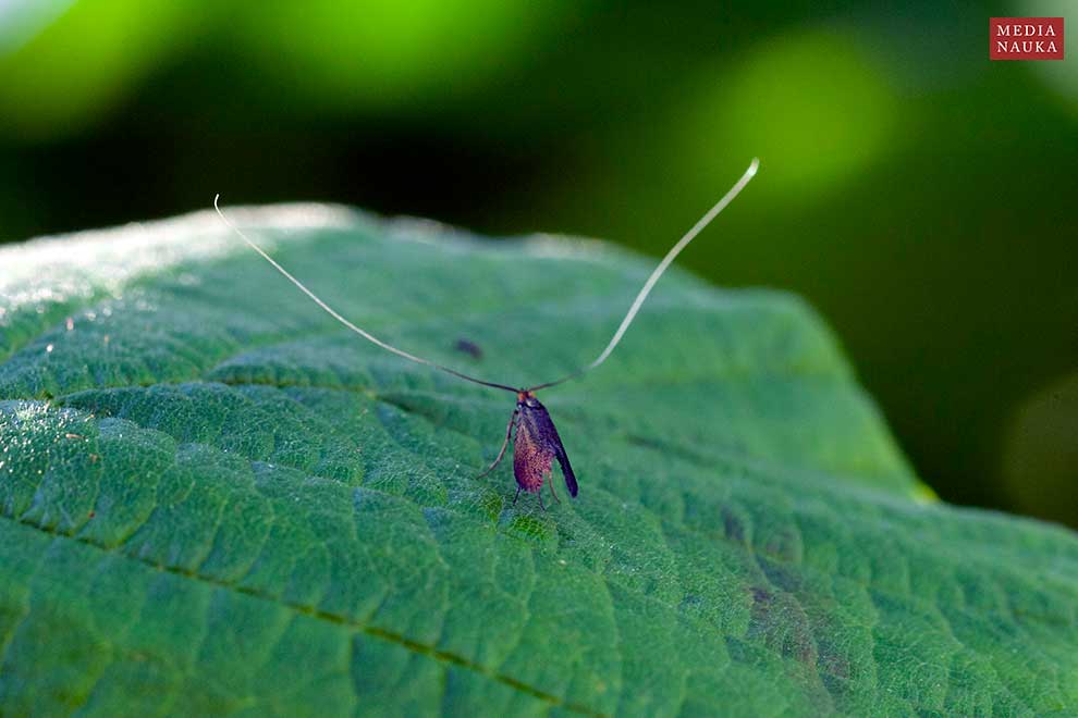 wąsateczka lśniaczek (Nemophora metallica)