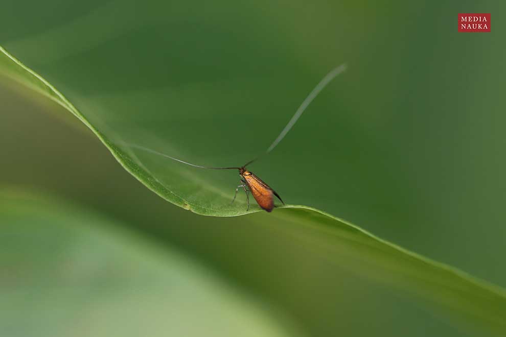 wąsateczka lśniaczek (Nemophora metallica)