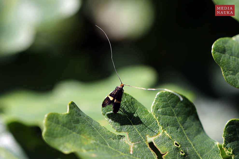 wąsateczka zawilczaneczka  (Nemophora degeerella)