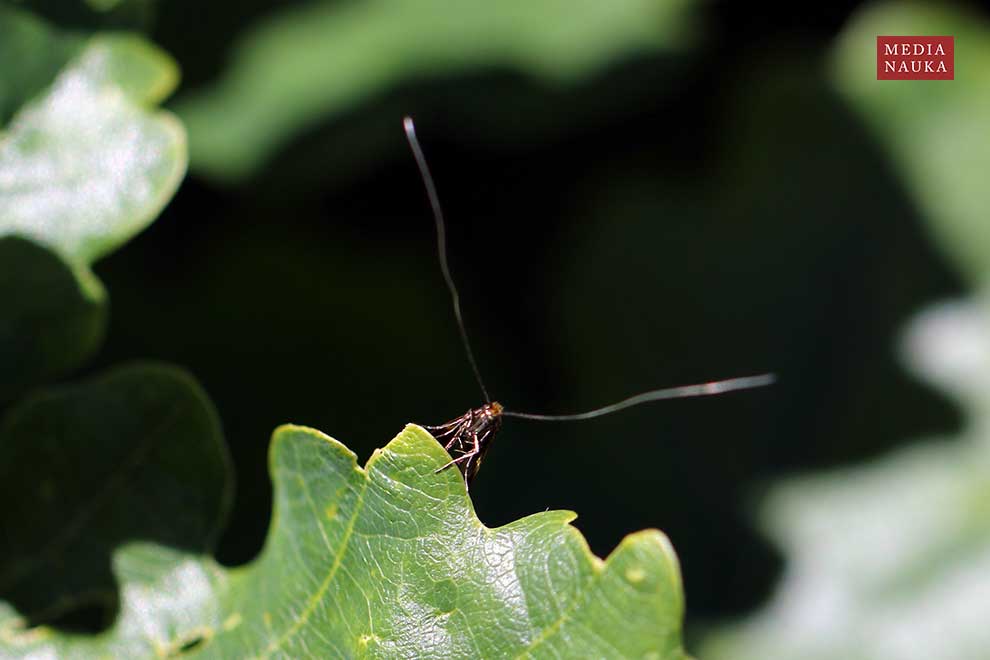 wąsateczka zawilczaneczka  (Nemophora degeerella)