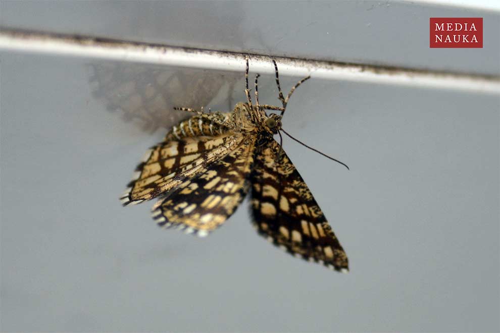 witalnik nostrzak, bażantek nostrzak (Chiasmia clathrata)