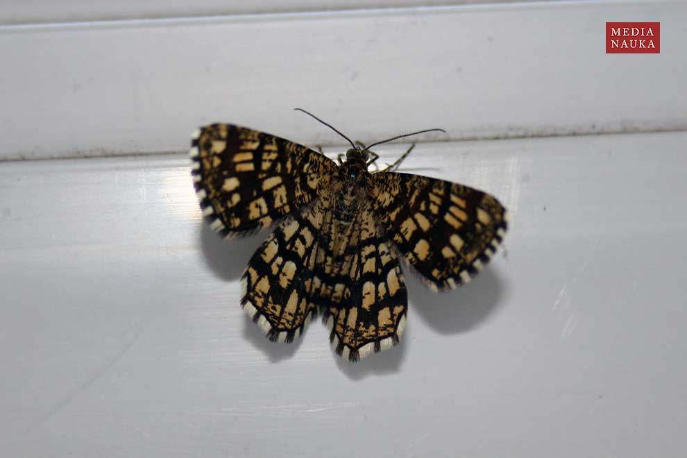 witalnik nostrzak, bażantek nostrzak (Chiasmia clathrata)