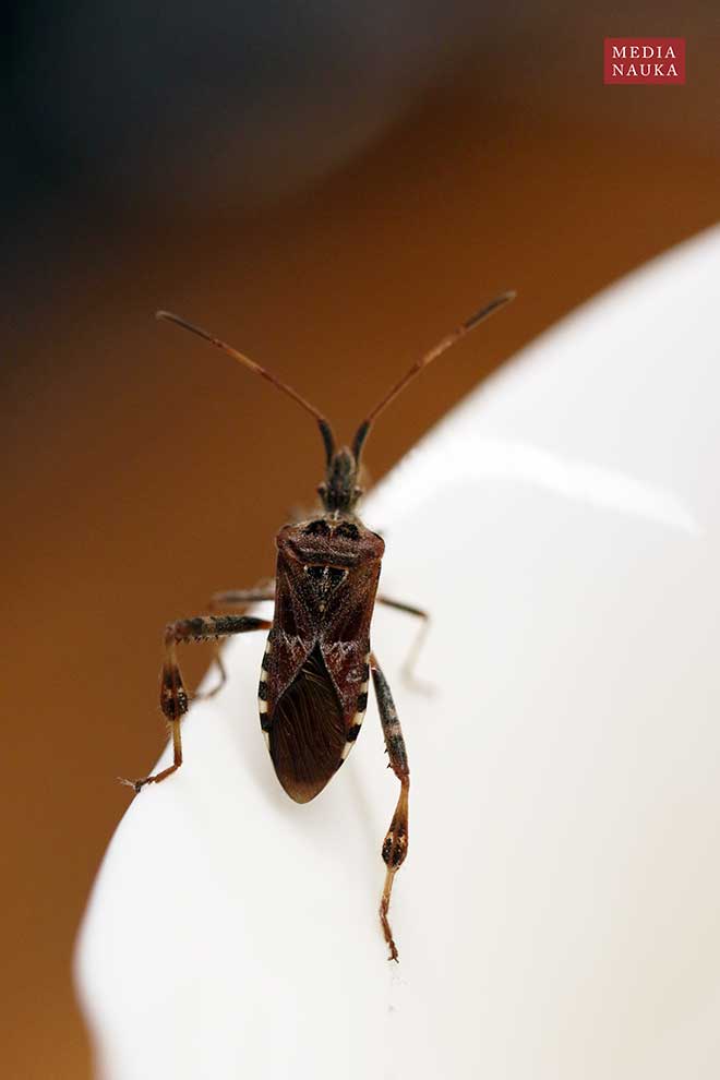 wtyk północnoamerykański (Leptoglossus occidentalis)