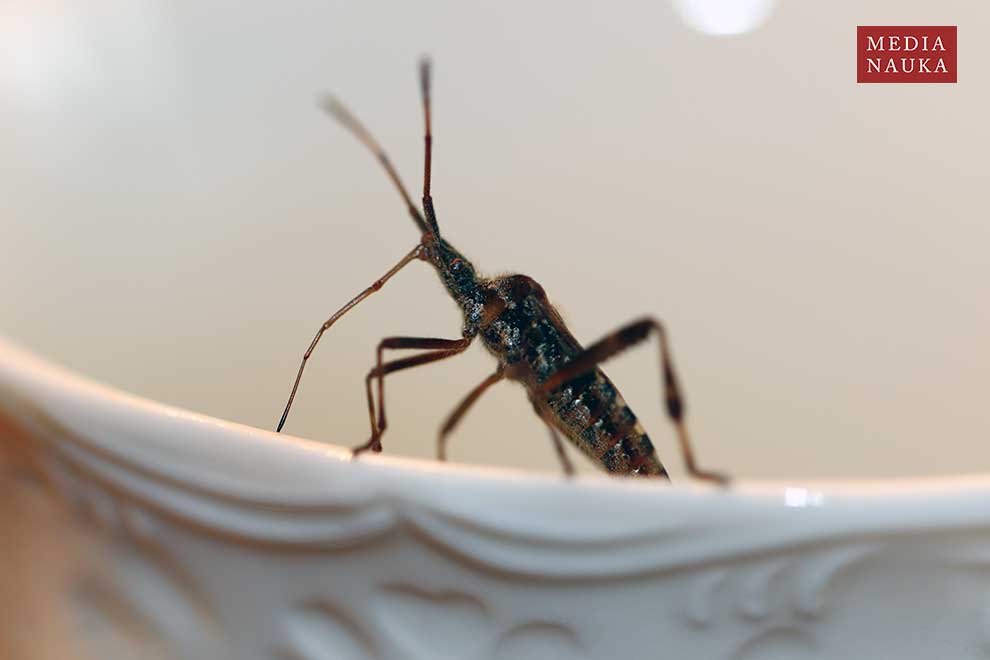 wtyk północnoamerykański (Leptoglossus occidentalis)