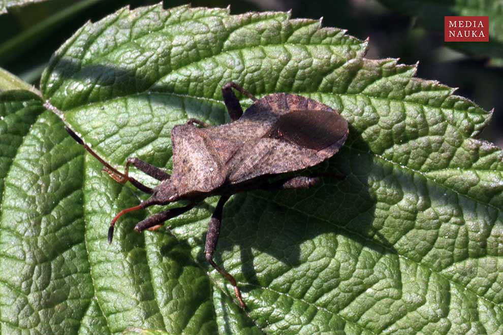 wtyk straszyk (Coreus marginatus)