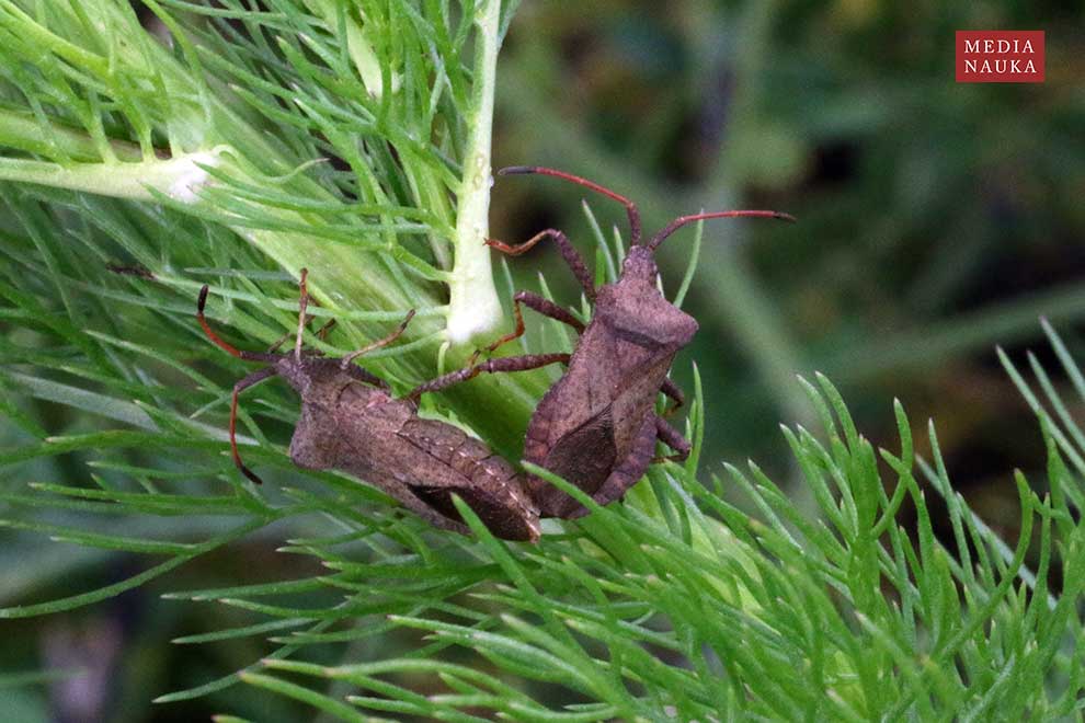 wtyk straszyk (Coreus marginatus)