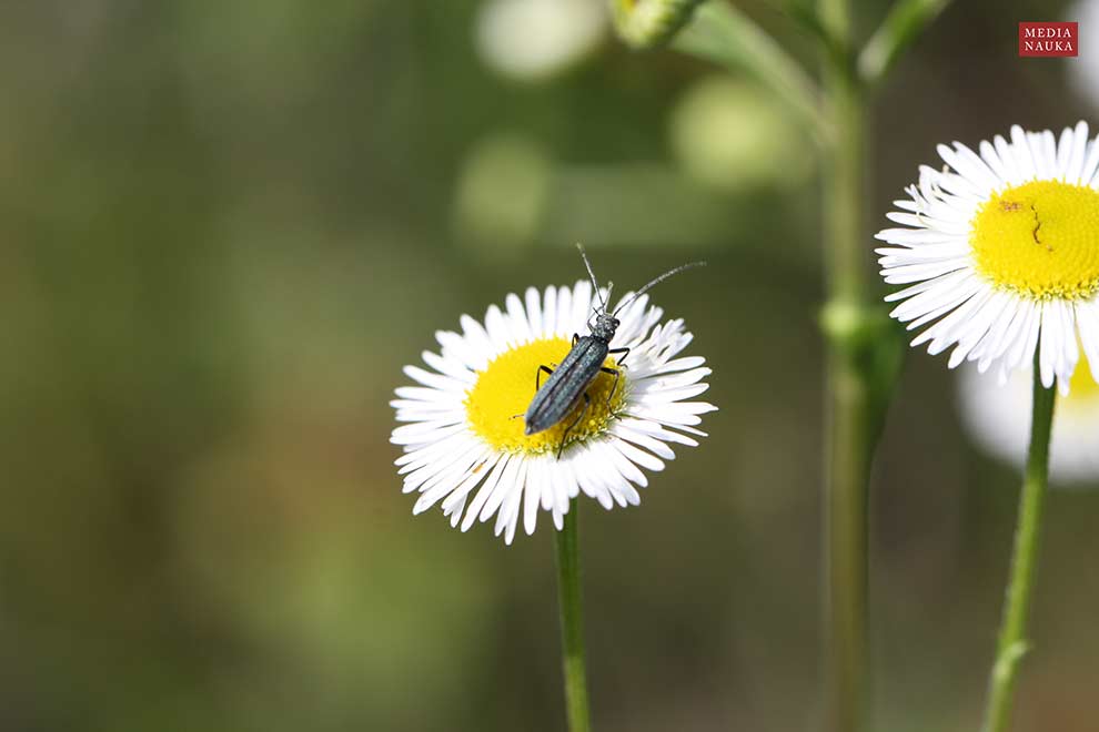 zalęszczyca (Oedemera virescens)