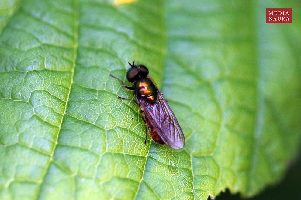 zielonucha kształtna (Chloromyia formosa)