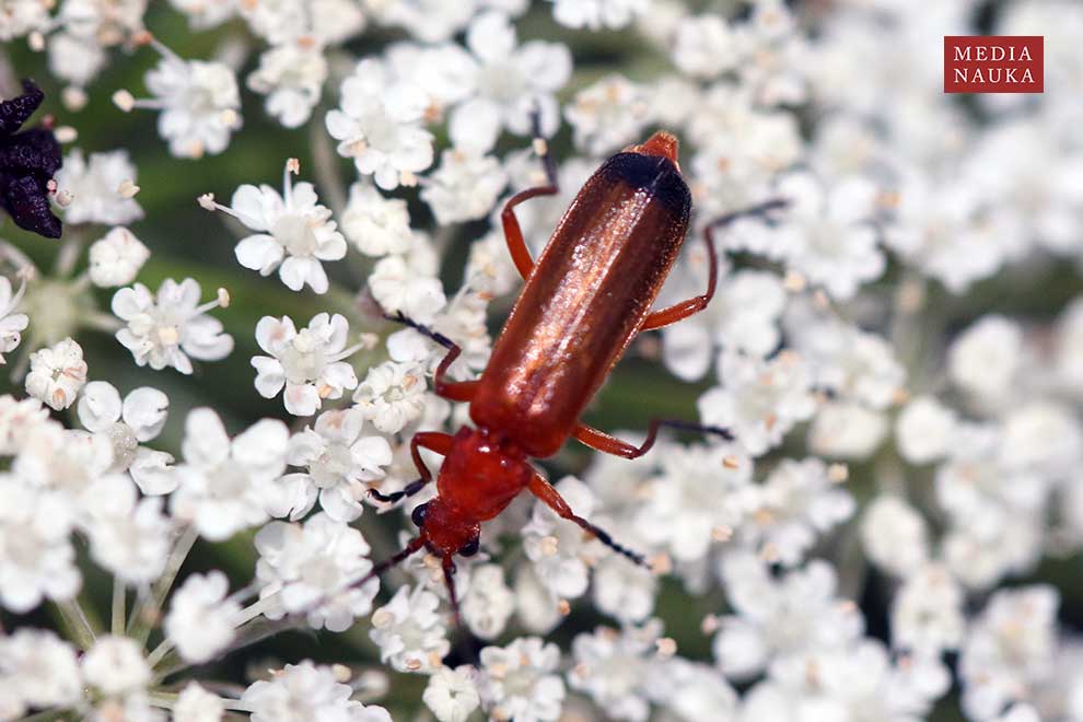 zmięk żółty (Rhagonycha fulva)