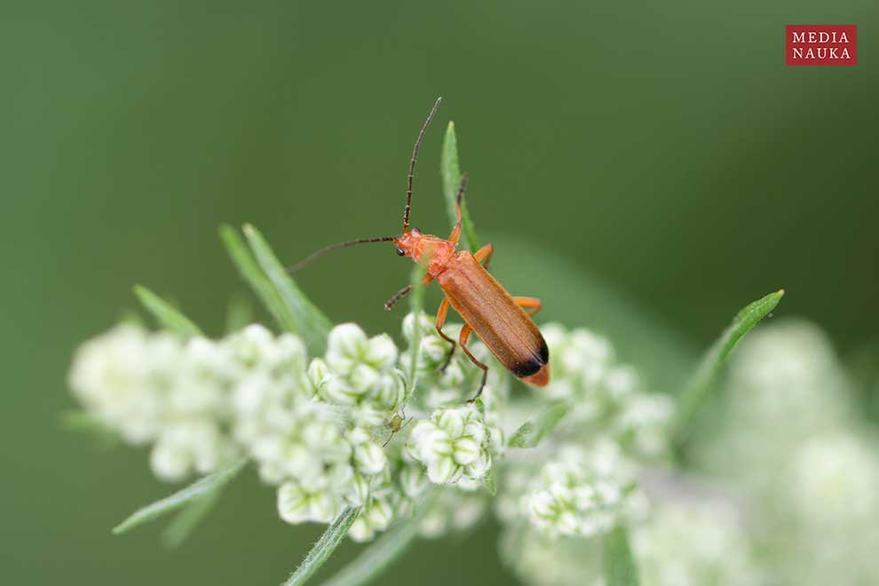 zmięk żółty (Rhagonycha fulva)