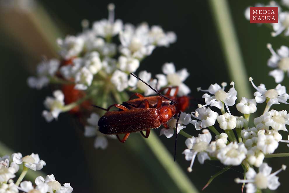 zmięk żółty (Rhagonycha fulva)