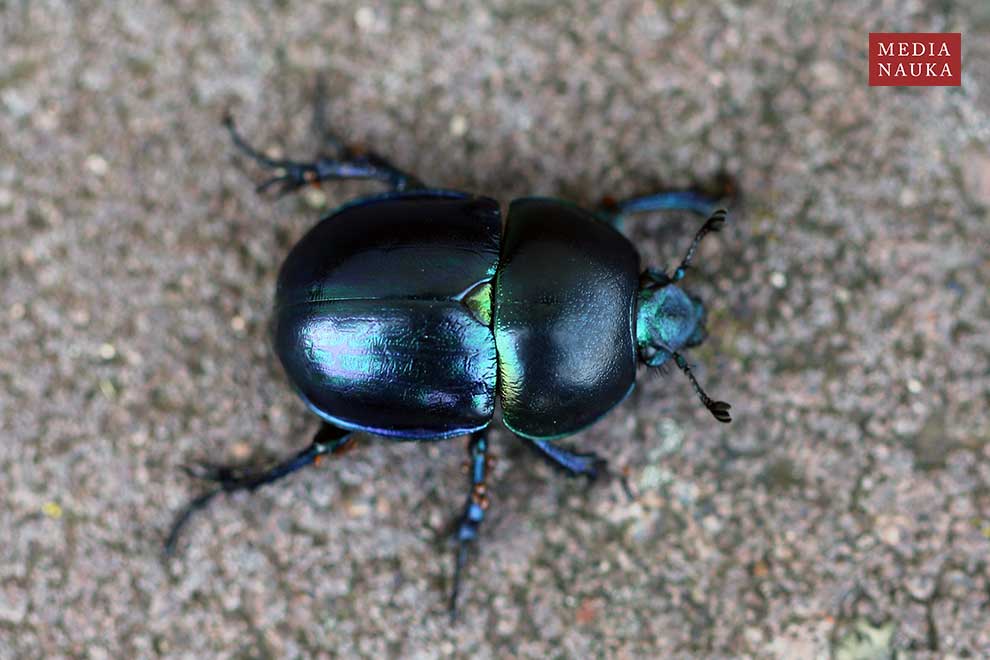 żuk wiosenny (Trypocopris vernalis)