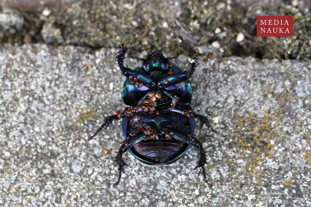 żuk wiosenny (Trypocopris vernalis)