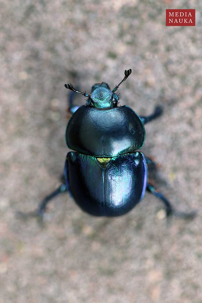 żuk wiosenny (Trypocopris vernalis)