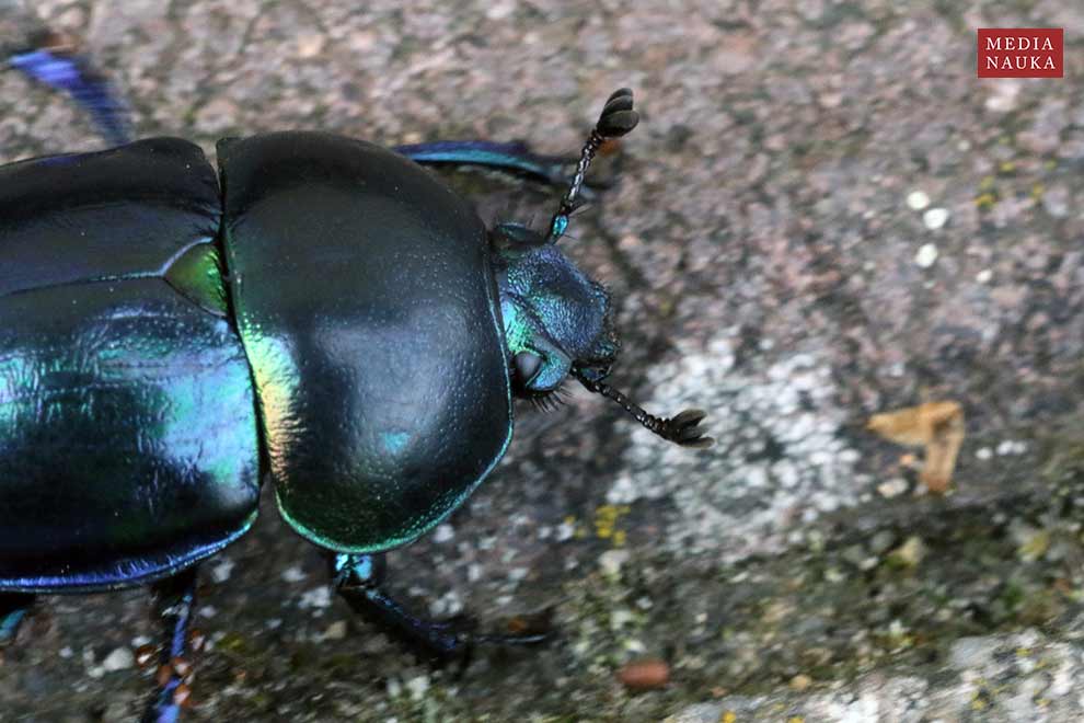 żuk wiosenny (Trypocopris vernalis)